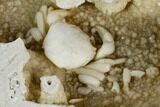 Fossil Crab (Potamon) Preserved in Travertine - Turkey #121370-5